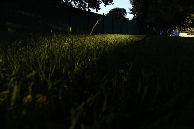 Grass and Fence